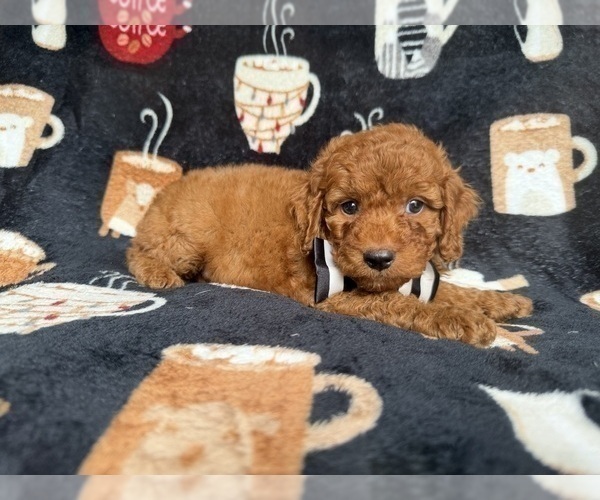 Medium Photo #8 Cockapoo (Miniature) Puppy For Sale in LAKELAND, FL, USA