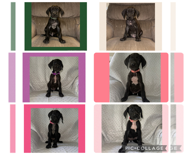 Medium Photo #1 Great Dane Puppy For Sale in SMITHFIELD, NC, USA