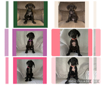 Small Photo #1 Great Dane Puppy For Sale in SMITHFIELD, NC, USA