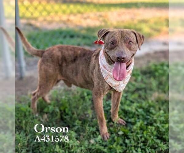Medium Photo #1 Mutt Puppy For Sale in Conroe, TX, USA