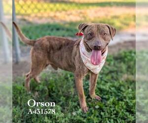 Mutt Dogs for adoption in Conroe, TX, USA