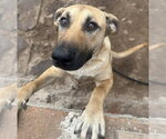 Small #1 Black Mouth Cur-Labrador Retriever Mix