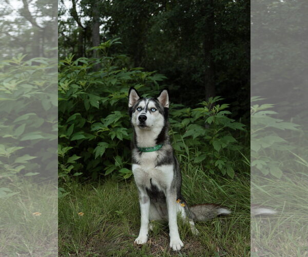 Medium Photo #3 Siberian Husky Puppy For Sale in Carrollton, TX, USA