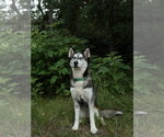 Small #2 Siberian Husky