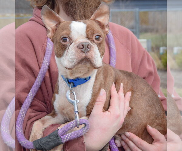 Medium Photo #3 Boston Terrier Puppy For Sale in Huntley, IL, USA