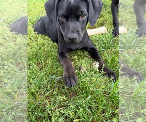 Bulldog-Labrador Retriever Mix Dogs for adoption in Tarrytown, GA, USA