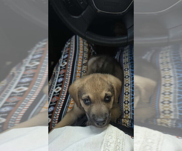 Medium Photo #3 Dachshund-Unknown Mix Puppy For Sale in Aurora, IN, USA
