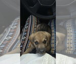 Small #2 Dachshund Mix