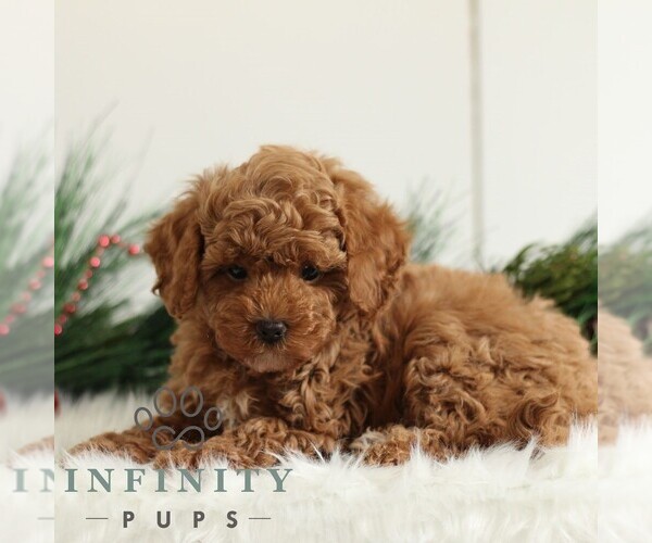 Medium Photo #2 Poodle (Toy) Puppy For Sale in CHRISTIANA, PA, USA