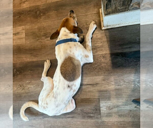 Medium Photo #2 Mutt Puppy For Sale in Canton, CT, USA