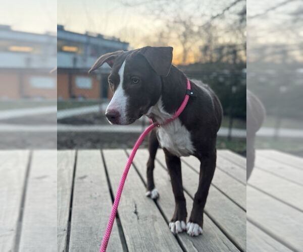 Medium Photo #3 Mutt Puppy For Sale in Elmsford, NY, USA