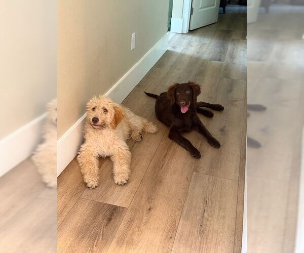 Medium Photo #4 Labradoodle Puppy For Sale in Bellevue, WA, USA