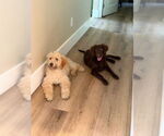 Small #3 Labradoodle
