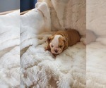 Small Photo #31 English Bulldog Puppy For Sale in ALBUQUERQUE, NM, USA