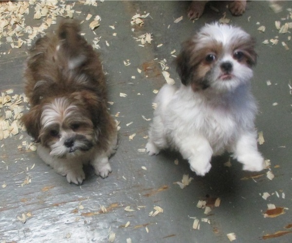 Medium Photo #26 Shih Tzu Puppy For Sale in CARROLLTON, GA, USA