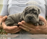 Small Photo #6 Chinese Shar-Pei Puppy For Sale in MERRITT IS, FL, USA