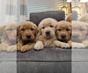 English Cream Golden Retriever Puppy for sale in SACRAMENTO, CA, USA