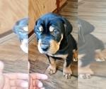 Puppy Male Rott Cane Corso-Rottweiler Mix