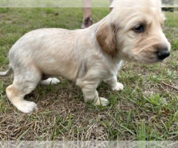 Medium Photo #2 Afghan Hound Puppy For Sale in VIDALIA, GA, USA