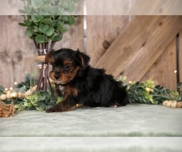Medium Photo #3 Yorkshire Terrier Puppy For Sale in GREENWICH, OH, USA