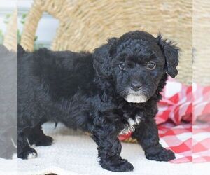 Poodle (Miniature) Puppy for Sale in PEACH BOTTOM, Pennsylvania USA