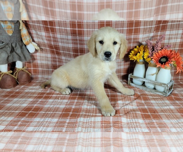 Medium Photo #3 Golden Retriever Puppy For Sale in FALCON, CO, USA