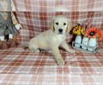 Small Photo #60 Golden Retriever Puppy For Sale in FALCON, CO, USA