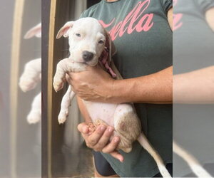 Kittle - Female Mutt Dog for Adoption - Photo #2