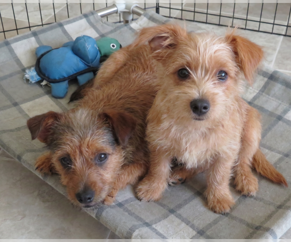 Medium Photo #2 Cairn Terrier-Unknown Mix Puppy For Sale in Grovertown, IN, USA