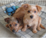 Small #1 Cairn Terrier Mix