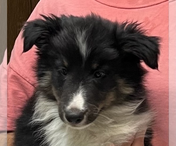 Medium Photo #2 Shetland Sheepdog Puppy For Sale in FORT MORGAN, CO, USA
