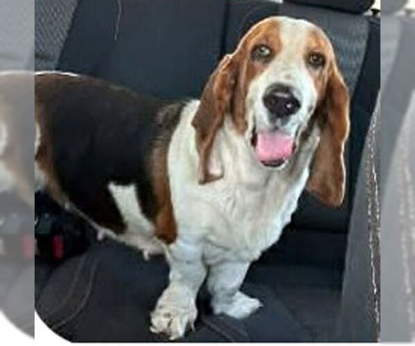 Medium Photo #1 Basset Hound Puppy For Sale in Deepwater, NJ, USA