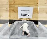 Puppy Missy English Setter