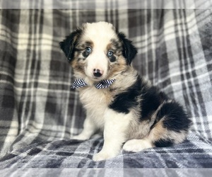 Miniature Australian Shepherd Puppy for sale in LAKELAND, FL, USA