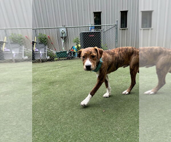 Medium Photo #6 Boxador Puppy For Sale in garner, NC, USA