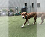 Small #5 Boxador