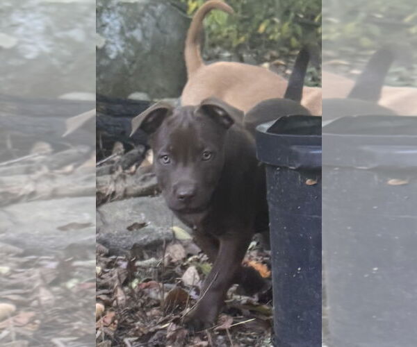 Medium Photo #7 Labrador Retriever-Unknown Mix Puppy For Sale in Pottstown, PA, USA