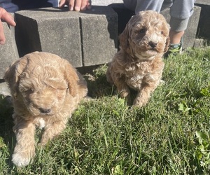 Poodle (Miniature) Litter for sale in MUNFORDVILLE, KY, USA