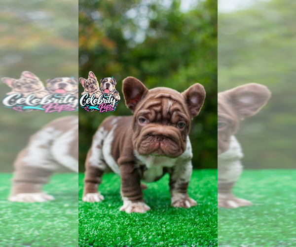 Medium Photo #7 French Bulldog Puppy For Sale in CHARLESTON, SC, USA