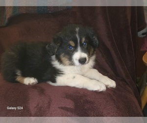 Australian Shepherd Puppy for sale in DUVALL, WA, USA