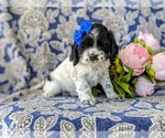 Small Photo #2 Cocker Spaniel Puppy For Sale in KIRKWOOD, PA, USA