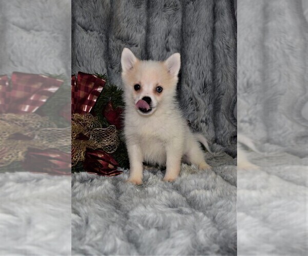 Medium Photo #3 Siberian Husky Puppy For Sale in BARNESVILLE, KS, USA
