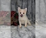 Small Photo #3 Siberian Husky Puppy For Sale in BARNESVILLE, KS, USA