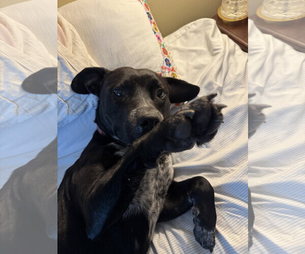 Medium Photo #10 Labrador Retriever-Staffordshire Bull Terrier Mix Puppy For Sale in Holly Springs, NC, USA