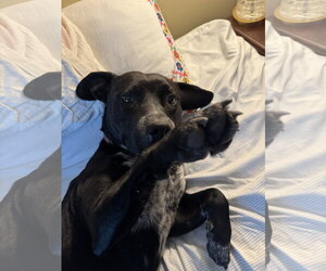 Rex - Male Labrador Retriever-Staffordshire Bull Terrier Mix Dog for Adoption - Photo #10