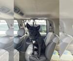 RUNNY - Female German Shepherd Dog Dog for Adoption - Small photo