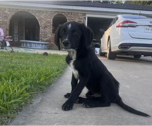 Mutt Dogs for adoption in Grafton, WI, USA