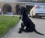 Small Mutt