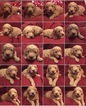 Small Photo #2 Goldendoodle (Miniature) Puppy For Sale in CONOWINGO, MD, USA