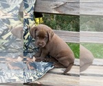 Small #2 Labrador Retriever
